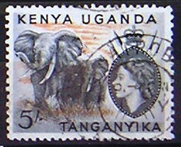 African Elephant (Loxodonta africana)