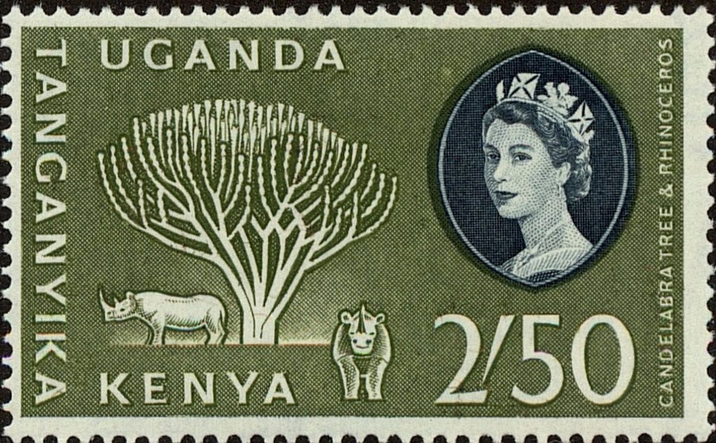 Candelabra Tree and Black Rhinoceros (Diceros bicornis)