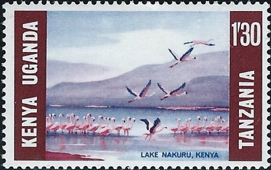 Lake Nakuru Kenya, Lesser Flamingo (Phoeniconaias minor) 