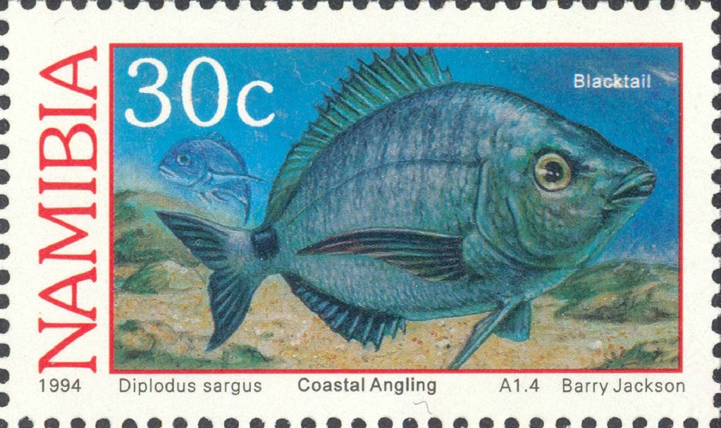 White Seabream (Diplodus sargus)