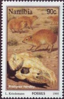Prohyrax hendeyi