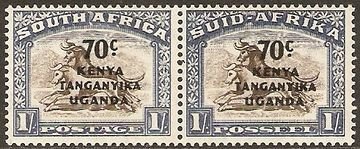 Gnu (Connochaetes sp.)