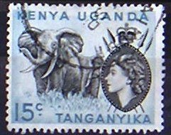 African Elephant (Loxodonta africana)