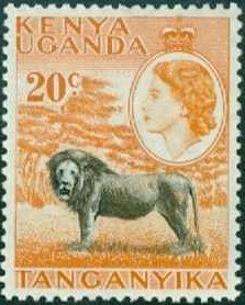 Lion (Panthera leo)