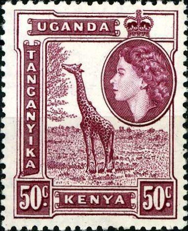 Giraffe (Giraffa camelopardalis)