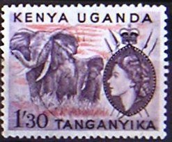 African Elephant (Loxodonta africana)