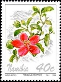 Hibiscus elliottiae