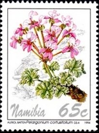 Pelargonium cortusifolium