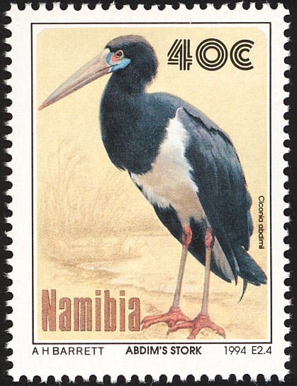 Abdim's Stork (Ciconia abdimii)