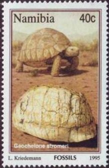 Geochelone stromeri