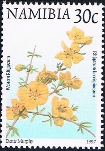 Western rhigozum
