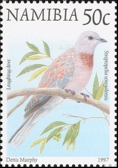 Laughing Dove (Streptopelia senegalensis)