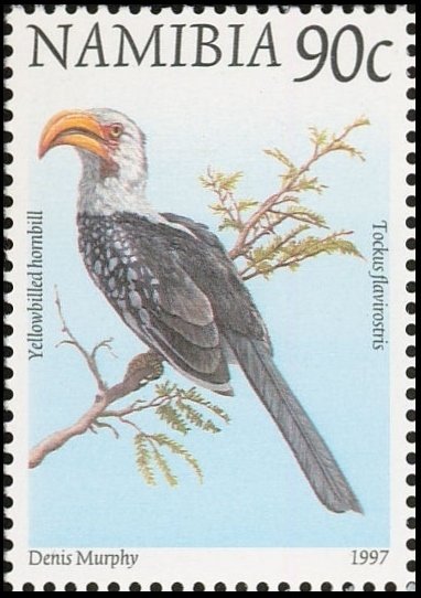 Eastern Yellow-billed Hornbill (Tockus flavirostris)