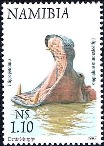 Hippopotamus (Hippopotamus amphibius)