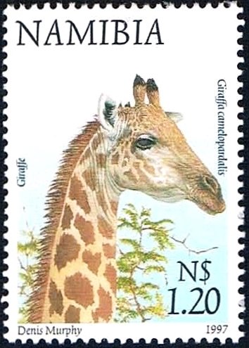 Giraffe (Giraffa camelopardalis)