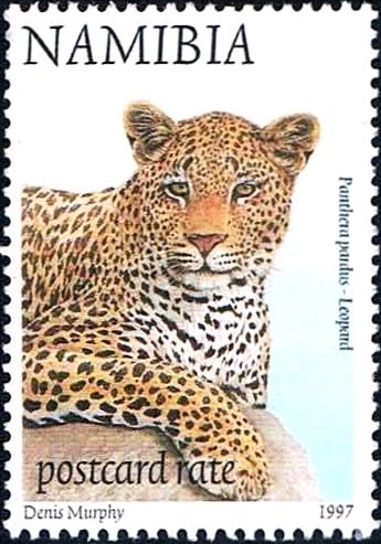 Leopard (Panthera pardus)