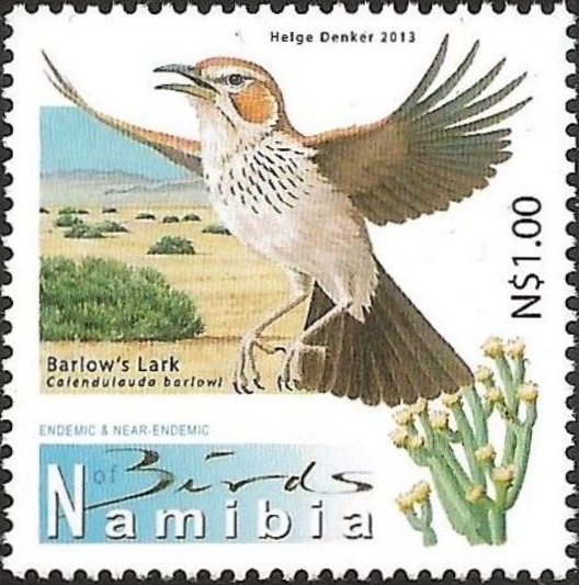 Barlow's Lark (Calendulauda barlowi)