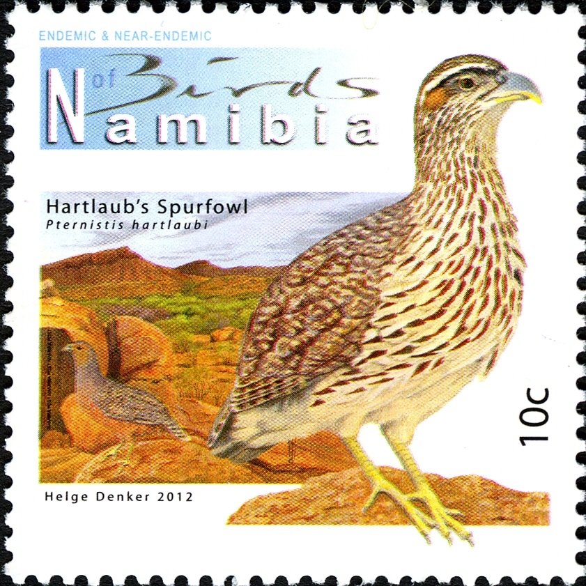 Hartlaub's Spurfowl (Pternistis hartlaubi)