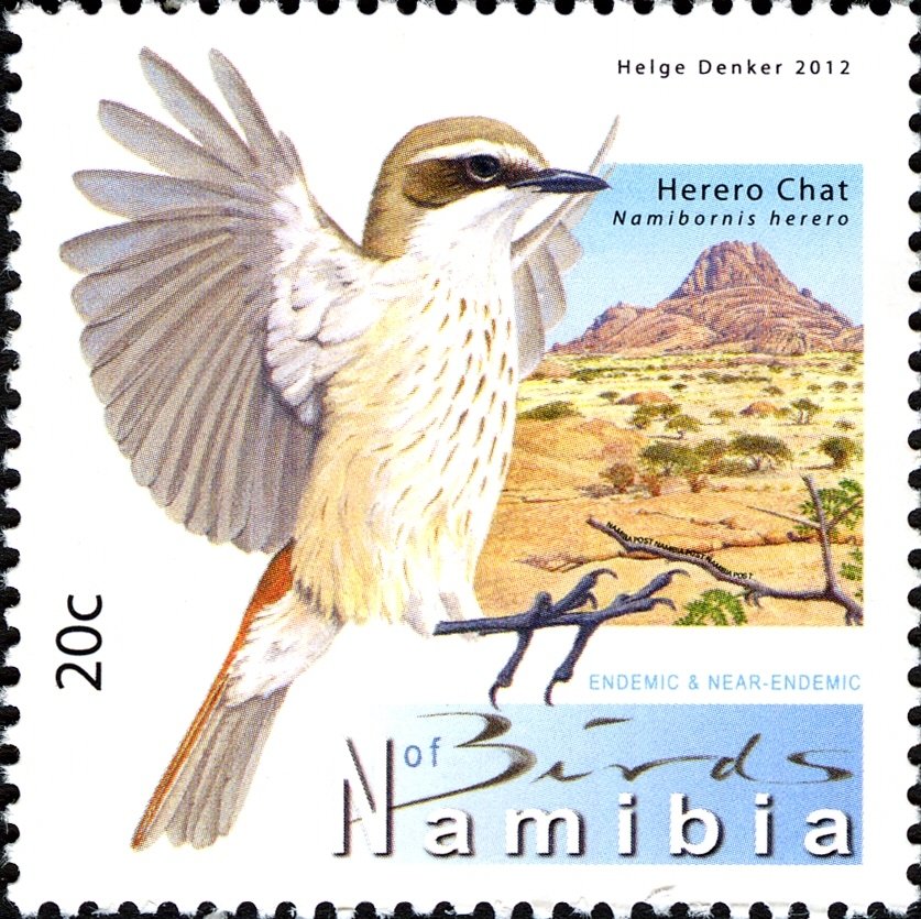 Herero Chat (Namibornis herero)