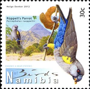 Stamp, Rüppell's Parrot (Poicephalus rueppellii) , Namibia,  , Birds, Parrots