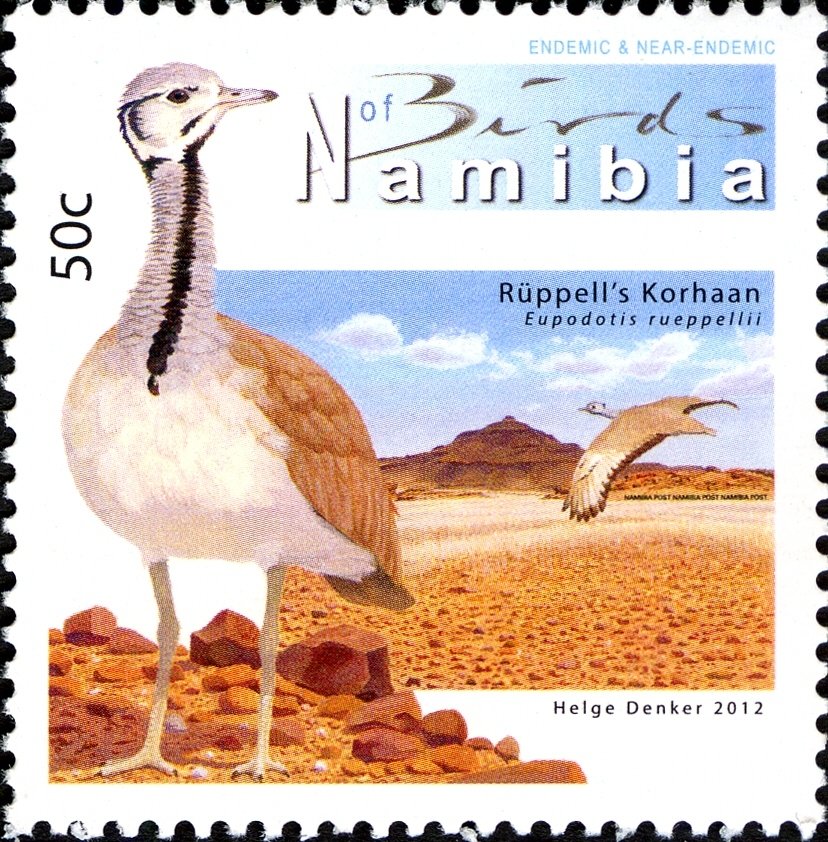 Rüppell's Korhaan (Eupodotis rueppellii)