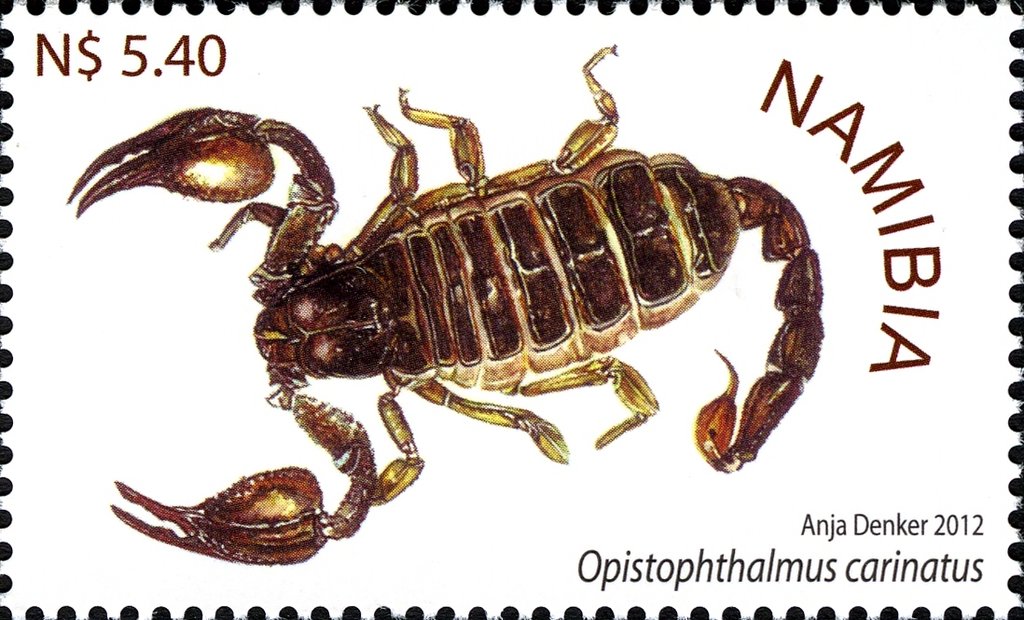 Robust Burrowing Scorpion (Opistophthalmus carinatus)