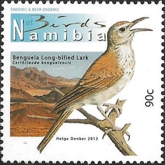 Benguela Long-billed Lark (Certhilauda benguelensis)