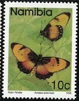Broad Bordered Acraea (Acraea anemosa)