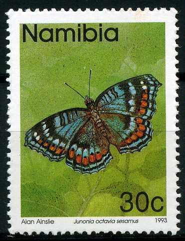 Gaudy Commodore (Junonia octavia sesamus)