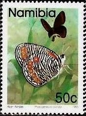 Dark-webbed Ringlet (Physcaeneura panda)