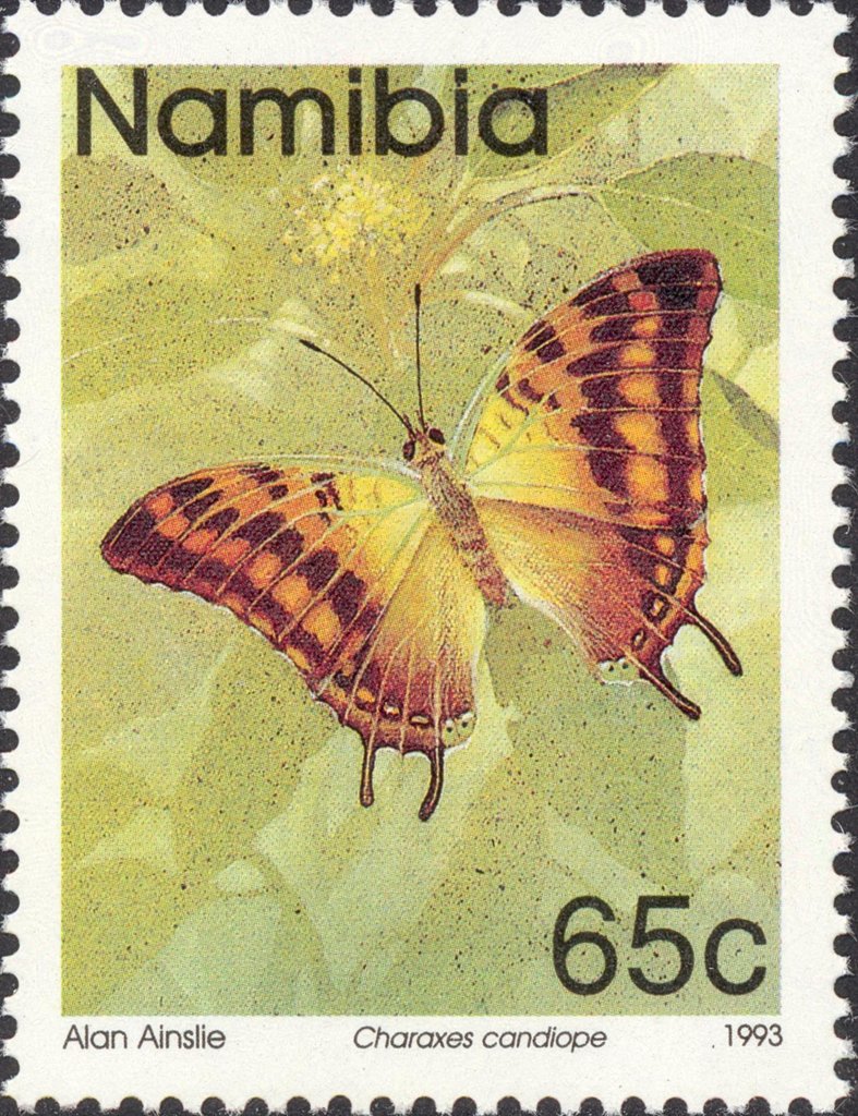 Green-veined Emperor (Charaxes candiope)