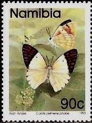 Magenta Tip (Colotis celimene ssp. pholoe)