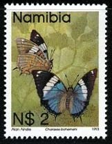 Large Blue Emperor (Charaxes bohemani)