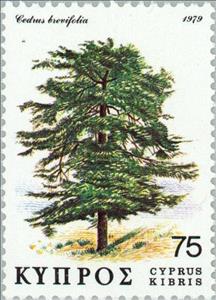 Stamp, Cedar (Cedrus brevifolia), Cyprus,  , Trees, Plants (Flora)