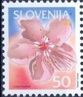 Fruits in Slovenia - Peach Blossom