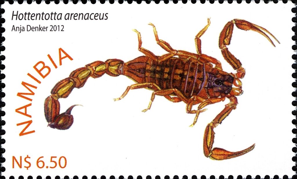 Scorpion (Hottentotta arenaceus)