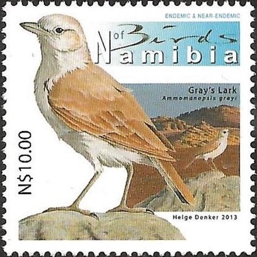 Gray's Lark (Ammomanopsis grayi)