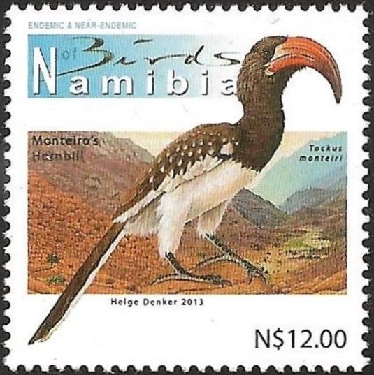 Monteiro's Hornbill (Tockus monteiri)