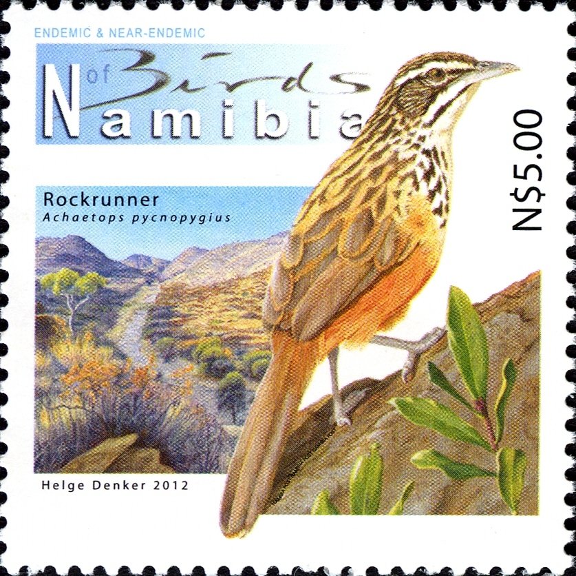 Rockrunner (Achaetops pycnopygius)