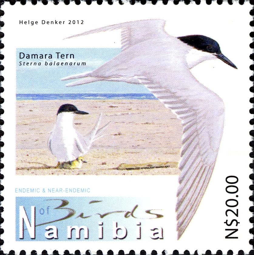 Damara Tern (Sterna balaenarum)