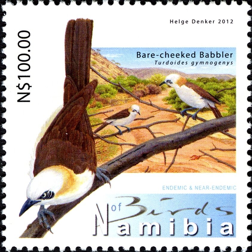 Bare-cheeked Babbler (Turdoides gymnogenys)