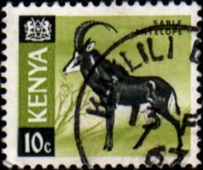 Sable Antelope (Hippotragus niger)