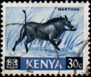 Desert Warthog (Phacochoerus aethiopicus)
