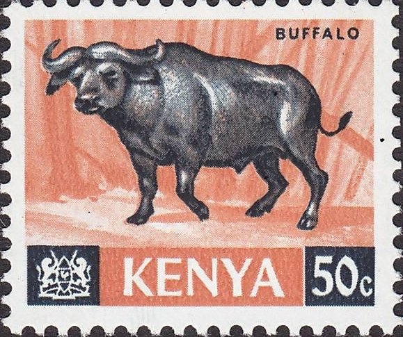 African Buffalo (Syncerus caffer)