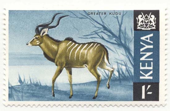 Greater Kudu (Tragelaphus strepsiceros)