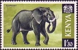 African Elephant (Loxodonta africana)