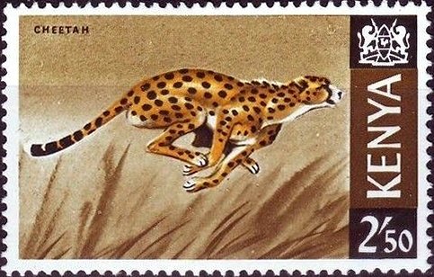 Cheetah (Acinonyx jubatus)