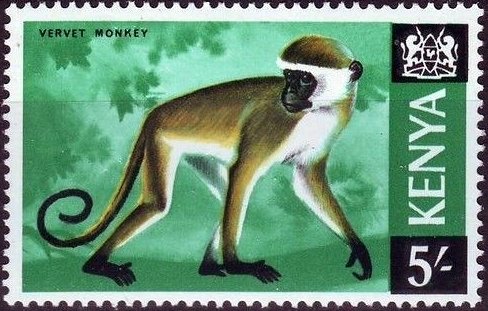 Green Monkey (Chlorocebus aethiops)