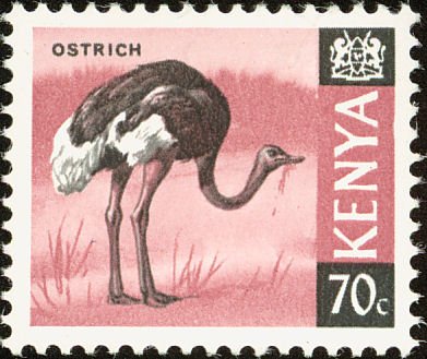 Ostrich (Struthio camelus)
