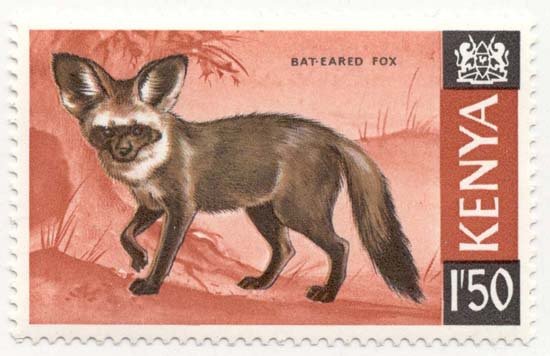 Bat-eared Fox (Otocyon megalotis)
